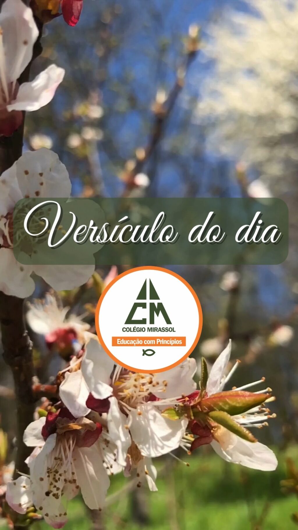 Instagram post from mirassolcolegio. This post is in position 3.